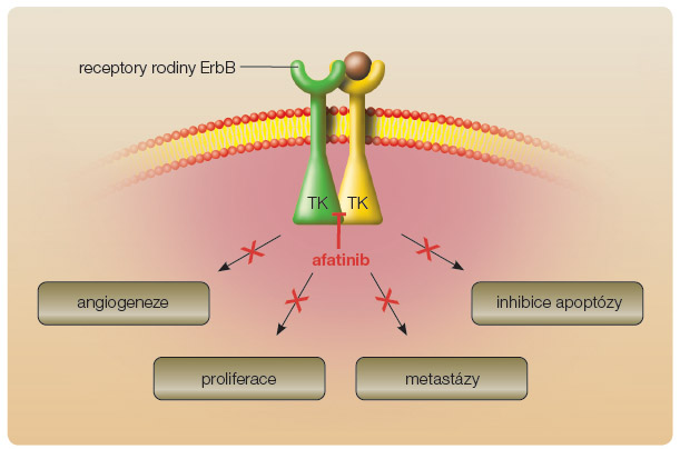 Obr. 1 Schematické znázornění mechanismu účinku afatinibu; převzato a upraveno z Remedia 6/2011.  Afatinib je zástupcem nové generace inhibitorů tyrozinkinázy – ireverzibilně blokuje receptory rodiny EbrB. TK – tyrozinkinázová aktivita receptoru
