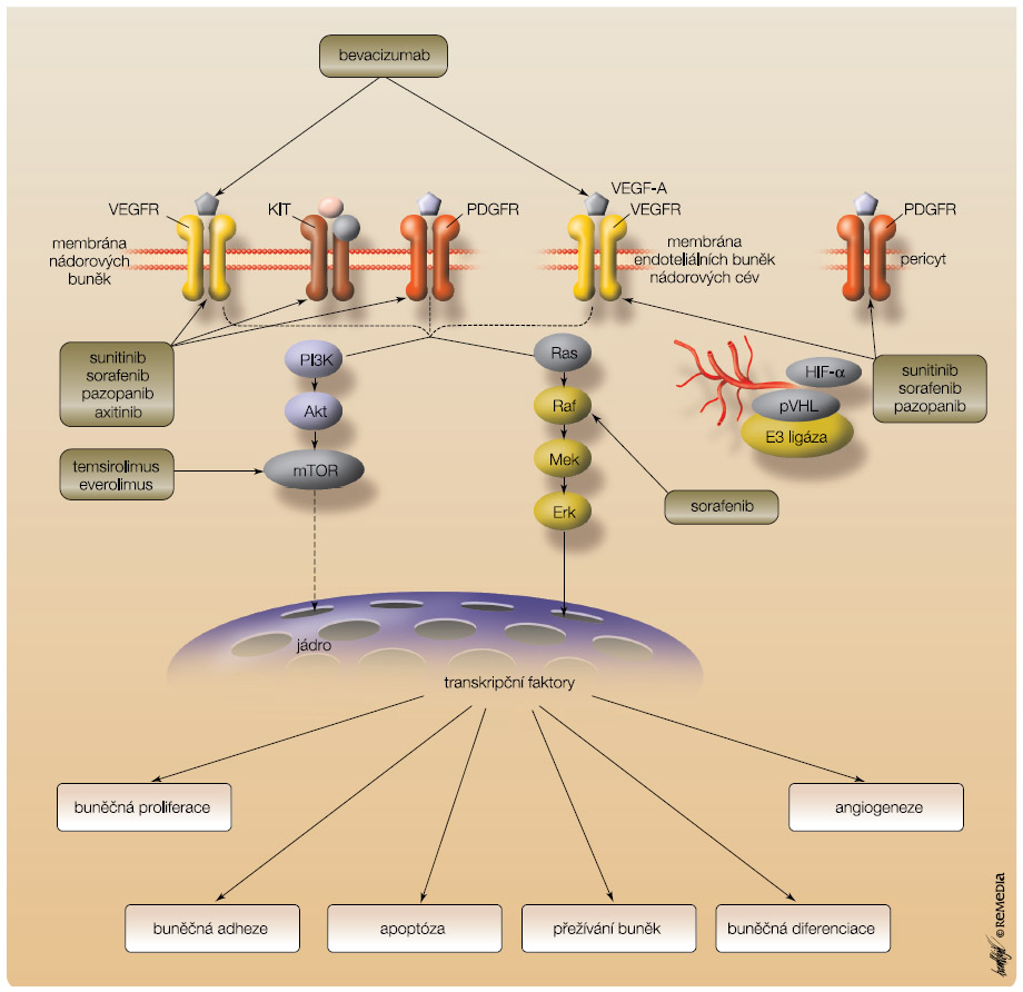 Obr. 1 Místa zásahu léčiv užívaných v cílené léčbě metastatického renálního karcinomu; převzato a upraveno z Remedia 5/2010. VEGF – vaskulární endoteliální růstový faktor; VEGFR – receptor pro VEGF; PDGFR – receptor pro růstový faktor z destiček; KIT – receptor pro stem cell factor (SCF); PI3K – fosfatidylinositol-3-kináza; HIF – transkripční faktor indukovaný hypoxií; pVHL – von Hippelův-Lindauův protein; mTOR – savčí receptor pro rapamycin, mammalian target of rapamycine