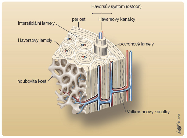  Obr. 2 Průřez kostí zobrazující její mikroskopickou stavbu.