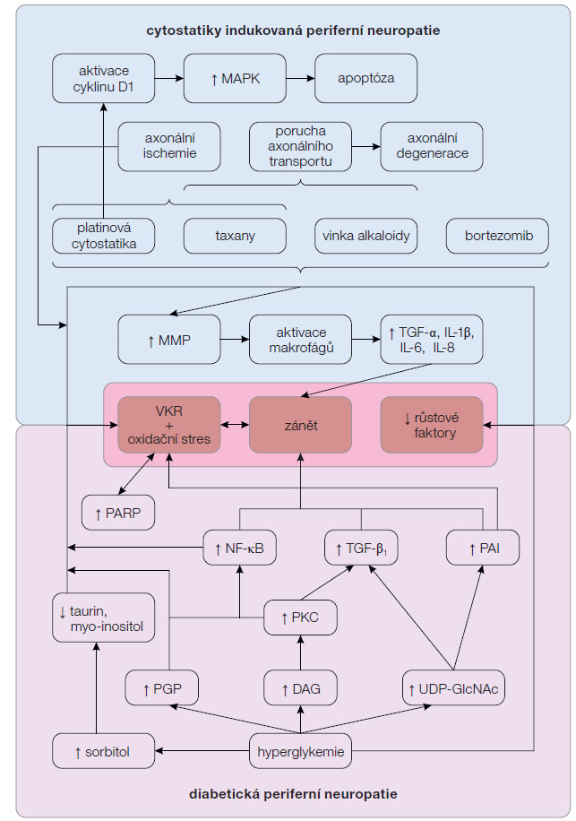  Obr. 2 Faktory účastnící se patogeneze diabetické a cytostatiky indukované periferní neuropatie; podle [6] – Velasco, et al., 2010; [8] – Edwards, et al., 2008; [17] – Wang, et al., 2012. DAG – diacylglycerol; UDP-GlcNAc – uridindifosfát-N-acetyl-glukosamin; IL – interleukin; MAPK – mitogenem aktivovaná proteinová kináza; MMP – matrixová metaloproteináza; NF – nukleární faktor; PAI – inhibitor aktivátoru plazminogenu; PARP – poly-(ADP-ribózová) polymeráza; PGP – pokročilé glykační produkty; PKC – proteinkináza C; TGF – transformační růstový faktor; TNF – tumor nekrotizující faktor; VKR – volné kyslíkové radikály