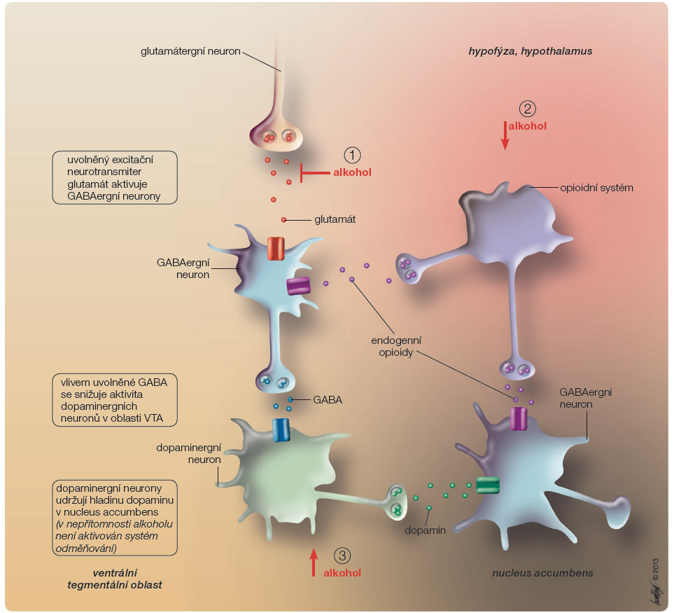  Obr. 3 Schéma účinků alkoholu v centrální nervové soustavě; volně podle [13] – Clapp, et al., 2008. GABA – kyselina γ-aminomáselná; VTA – ventrální tegmentální oblast