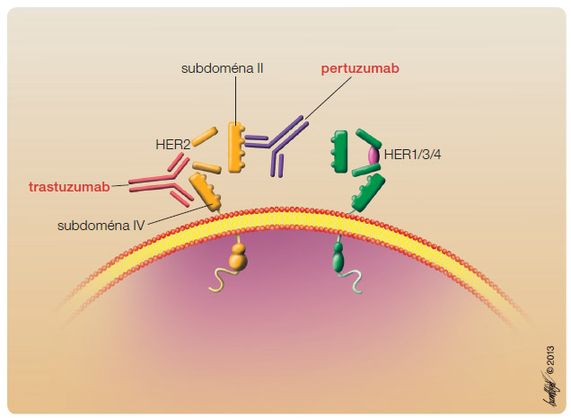 Obr. 1 Mechanismus účinku pertuzumabu; volně podle [4] – Nahta, et al., 2004. Pertuzumab i trastuzumab jsou protilátky proti HER2, váží se na různé oblasti receptoru, a mají tedy různé mechanismy účinku, které se však vzájemně doplňují. Pertuzumab se váže na subdoménu HER2 a inhibuje dimerizaci závislou na ligandu. Kombinace pertuzumabu s trastuzumabem nabízí úplnější blokádu HER2 a totéž platí i pro kombinaci pertuzumabu s T-DM1 (trastuzumab emtansin).