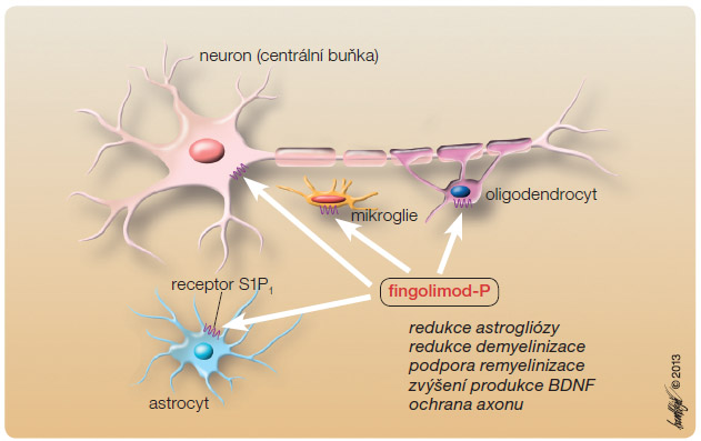    Obr. 2 Možný mechanismus působení fingolimodu na atrofii mozku; podle [27] – Singer, 2013. BDNF – brain-derived neurotrophic factor; S1P – sfingosin-1-fosfát