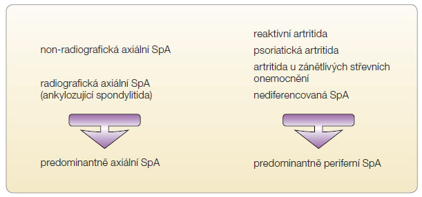 Obr. 1 Koncepce spondylartritid dle ASAS. Tato koncepce rozlišuje SpA s projevy axiálními (postižení sakroiliakálních kloubů a spondylitida)  a s projevy periferními (artritida, daktylitida, entezitida).  ASAS – Assessment of SpondyloArthritis International Society; SpA – spondylartritida