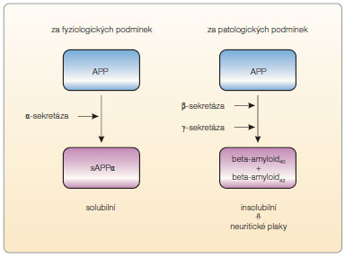 Obr. 1 Amyloidová kaskáda. Za fyziologických podmínek je amyloidový prekurzorový protein štěpen za vzniku proteinu sAPPα, který má neuroprotektivní charakter a je solubilní.  Za patologických okolností vznikají insolubilní produkty, které po agregaci vytvářejí jádra neuritických plak; podle [25] –  Koukolík, et al., 2004. APP – amyloidový prekurzorový protein