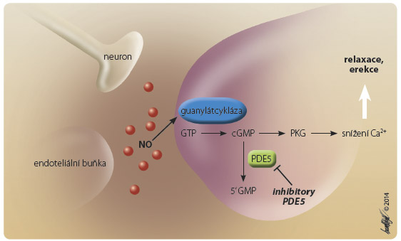  Obr. 1 Mechanismus působení inhibitorů fosfodiesterázy 5. Po sexuální stimulaci se z neuronů i endoteliálních buněk penisu uvolňuje oxid dusnatý, čímž se spustí další kaskáda dějů (zahrnující vznik cGMP), vedoucí až k poklesu intracelulární koncentrace vápenatých iontů. To má za následek relaxaci vaskulárních hladkých svalů a erekci. Inhibicí PDE5 se zabrání degradaci cGMP, čímž vzniká jeho nadbytek a dochází k prodloužení proerektilního působení.cGMP – cyklický guanosinmonofosfát; GMP – guanosinmonofosfát; GTP – guanosintrifosfát; NO – oxid dusnatý; PDE5 – fosfodiesteráza typu 5; PKG – proteinkináza G