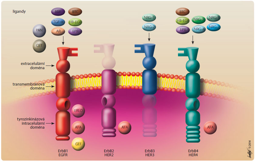  Obr. 1 Schematické znázornění transmembránových receptorů rodiny ErbB. Do rodiny receptorů ErbB řadíme čtyři strukturálně podobné receptory, které se skládají ze tří základních částí – domény vázající ligand (extracelulární doména, mimo ErbB2), transmembránového úseku a tyrozinkinázové intracelulární domény (mimo ErbB3). TKI – erlotinib, gefitinib, afatinib – jsou relativně malé molekuly, které snadno pronikají do buňky a interferují s tyrozinkinázovou částí receptoru. Monoklonální protilátky proti EGFR, např. cetuximab, panitumumab (oba používané v léčbě kolorektálního karcinomu), blokují přímo extracelulární část EGFR.  AFA – afatinib; ERLO – erlotinib, GEF – gefitinib; CET – cetuximab; PAN – panitumumab; AR – amfiregulin; BTC – betacellulin; EGF – epidermální růstový faktor; EGFR – epidermal growth factor receptor, receptor pro epidermální růstový faktor; EPR – epiregulin; HP-EGF – heparin binding EGF, heparin vázající epidermální růstový faktor; NRG – neuregulin; TGFα – transforming growth factor alpha, transformující růstový faktor α; TKI – tyrosine kinase inhibitor, inhibitor tyrozinkinázy