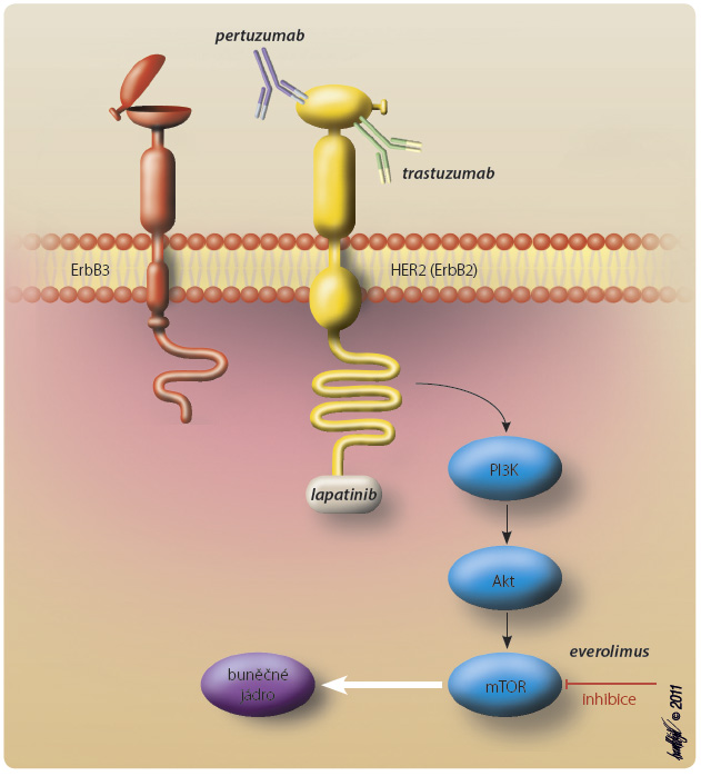 Obr. 1 Schematické znázornění místa účinku některých léčivých látek v léčbě karcinomu prsu. Akt – proteinkináza B; PI3K – fosfatidyl-inositol-3-kináza; mTOR – mammalian target of rapamycin