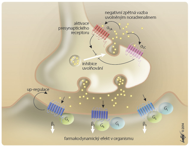 Obr. 5 β-adrenergní nervové zakončení – význam presynaptických a postsynaptických receptorů α a β. Aktivace presynaptického receptoru α2 vede k inhibici uvolnění noradrenalinu. Naopak aktivace postsynaptických receptorů β1 stimuluje tvorbu a vedení vzruchu, kontraktilitu a vyplavení reninu. Obdobně aktivace postsynaptických receptorů β2 relaxuje hladkou svalovinu s bronchodilatací a vazodilatací, dále stimuluje glykogenolýzu a glukoneogenezi.