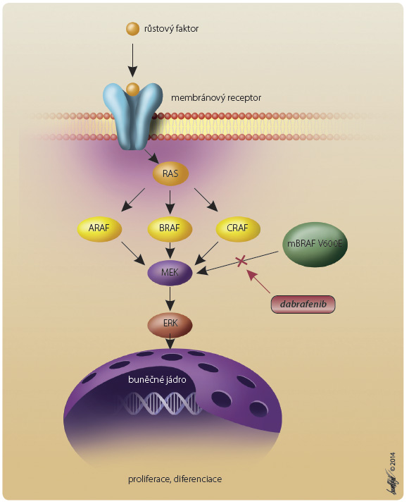 Obr. 1 Signální dráha MAPK – zjednodušené schéma mechanismu účinku dabrafenibu. Vazbou růstového faktoru na membránový receptor dochází k aktivaci na membránu vázaných G-proteinů rodiny RAS, aktivovaný protein RAS aktivuje rodinu proteinových serin/threoninových kináz RAF a MEK, což dále vyúsťuje v aktivaci kináz MAP (např. ERK). Tyto se dále translokují do buněčného jádra a stimulují genovou transkripci. Dabrafenib inaktivuje mutovanou formu mBRAF reverzibilní vazbou na receptor pro ATP. ARAF, BRAF, CRAF – proteinové serin/threoninové kinázy; ERK – mitogenem aktivovaná kináza; mBRAF V600E – mutovaná forma kinázy BRAF; RAS – aktivační G-proteiny