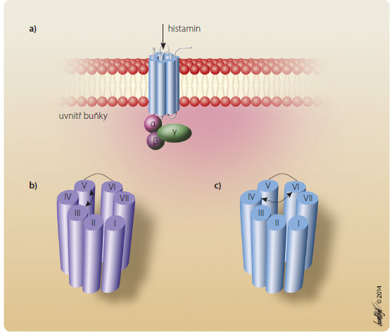 Obr. 1a–c Schéma histaminového receptoru; podle [1] – Church, et al., 2013. a Schéma histaminového receptoru H1 se sedmi transmembránovými doménami. Histamin stimuluje receptor vstupem do centrální části receptoru; b histamin aktivizuje receptor propojením domén III a V do pozice „zapnuto“; c cetirizin propojuje transmembránové domény IV a VI a stabilizuje receptor v poloze „vypnuto“.