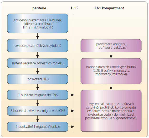 Obr. 1 Zánětlivá kaskáda u roztroušené sklerózy. HEB – hematoencefalická bariéra; CNS – centrální nervový systém