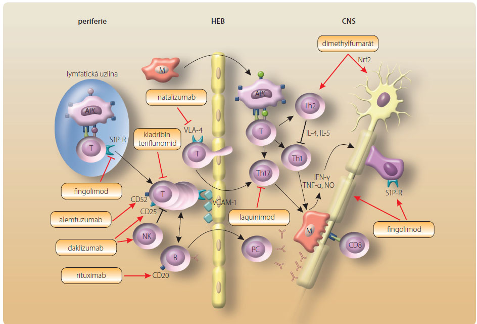 Obr. 2 Terapeutické cíle u léčiv ovlivňujících onemocnění. Červené šipky naznačují terapeutické interakce, červené čáry ve tvaru T ukazují blokádu buněčných pochodů nebo receptorů. APC − antigen prezentující buňky; B − B buňky; CD8 – cytotoxické T buňky; CD20, CD25, CD52 – membránové antigeny; HEB − hematoencefalická bariéra; CNS − centrální nervový systém; IL − interleukin; IFN-γ − interferon gama; M − makrofág; NK − natural killer (přirozený zabíječ); NO − oxid dusnatý; Nrf2 − nuclear factor erythroid- -derived 2-like 2, nukleární transkripční faktor; PC − plazmatická buňka; S1P-R – receptor pro sfingosin-1-fosfát; T − T buňka; TNFα − tumor nekrotizující faktor alfa; VCAM-1 − vaskulární buněčná adhezní molekula