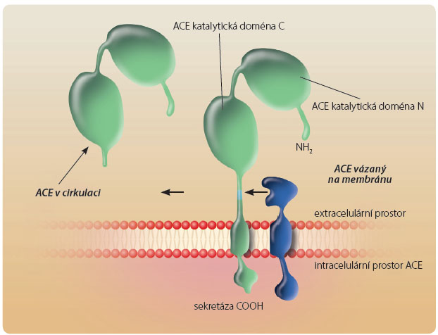 Obr. 1 Schéma obou katalytických domén ACE a uvolnění membránového ACE do cirkulace; podle [22] – Husain, et al., 2003. ACE – angiotenzin konvertující enzym