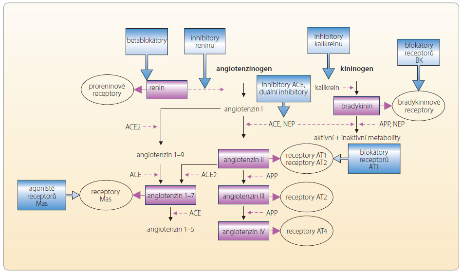 Obr. 3 Vzájemné vztahy mezi renin-angiotenzinovým systémem a systémem kininovým; společným článkem je angiotenzin konvertující enzym. Vedle užívané léčby (inhibitory ACE, sartany, betablokátory, inhibitory reninu – aliskiren) je možno zasáhnout na úrovni kalikreinu (aprotinin). Ve fázi hodnocení jsou agonisté receptorů Mas, duální inhibitory dipeptidáz a blokátory bradykininových receptorů. ACE – angiotenzin konvertující enzym; APP – aminopeptidáza P; BK – bradykinin; NEP – neutrální endopeptidáza