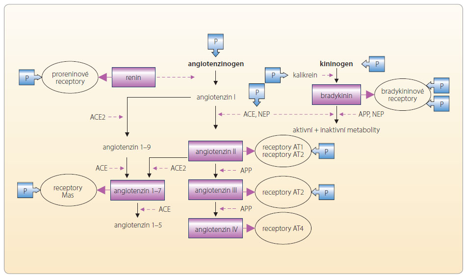 Obr. 4 Nejčastější typy polymorfismů ovlivňujících účinek osy RAA. Vedle polymorfismů v ose RAA (na úrovni angiotenzinogenu, proreninového receptoru, ACE, receptoru AT1 a AT2 či aldosteron syntázy) a v ose kininogen-kalikrein-bradykinin (kalikreinu, kininogenu, bradykininového receptoru B1 a B2) byly sledovány polymorfismy i na úrovni NO syntázy. ACE – angiotenzin konvertující enzym; APP – aminopeptidáza P; BK – bradykinin; NEP – neutrální endopeptidáza; P – polymorfismus