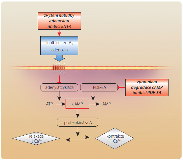 Obr. 4 Schéma působení cilostazolu v myokardu. AMP – adenosinmonofosfát; ATP – adenosintrifosfát; cAMP – cyklický adenosinmonofosfát; ENT-1 – equilibrative nukleoside transporter 1; PDE-3A – fosfodiesteráza 3A; rec. A2 – adenosinový receptor A2