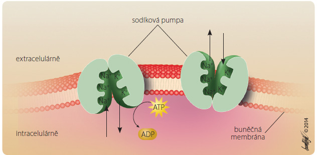 Obr. 3 Příklad transportéru typu ABC a primárního aktivního transportu – sodíková pumpa (Na+/K+ ATPáza). Zdrojem energie u transportéru typu ABC je ATP. ABC – ATP Binding Cassette; ADP – adenosindifosfát; ATP – adenosintrifosfát