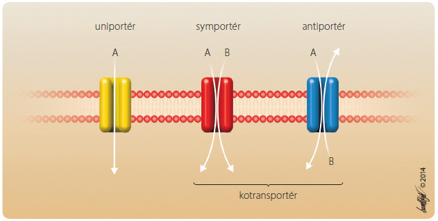 Obr. 4 Příklad transportérů typu SLC a sekundárního aktivního transportu. Zdrojem energie u transportérů typu SLC je přesun iontů koncentračním, elektrochemickým spádem. Pokud je pohyb iontů a případně i molekuly stejnosměrný, bývají tyto transportéry označovány jako symportéry, pokud je protichůdný, označují se obvykle jako antiportéry nebo „exchangers“ (výměnné transportéry). Antiportéry i symportéry bývají souhrnně nazývány kotransportéry. SLC – solute carrier