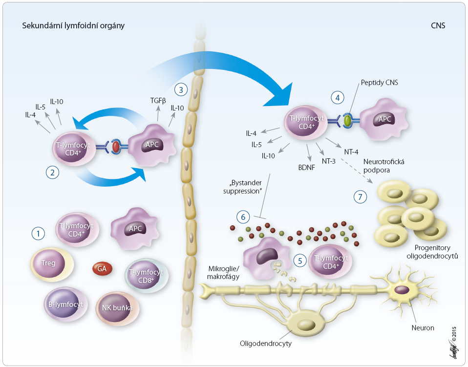 Obr. 2 Mechanismus účinku glatiramer acetátu; podle [25] – Hestvik, 2010. 1.	 Glatiramer acetát může ovlivnit celou řadu imunokompetentních buněk, včetně T lymfocytů CD4+ a CD8+, Treg, B lymfocytů, NK buněk a APC. 2.	 Glatiramer acetát indukuje protizánětlivý profil APC a T lymfocytů, tyto buněčné populace se mohou vzájemně stimulovat. Buňky, které reagují s GA (tzv. GA reaktivní), produkují protizánětlivé cytokiny (např. IL 4, IL 6, IL 10). Předpokládá se, že GA je rozpoznáván na molekulách HLA třídy II prezentovaných na povrchu APC v periferních lymfoidních orgánech. 3.	 Aktivované T lymfocyty mohou překračovat zánětem postiženou hematoencefalickou bariéru a infiltrují CNS. 4.	 V CNS může být reaktivace GA reaktivních T lymfocytů spuštěna cíleně nebo náhodnou zkříženou reaktivitou s peptidy CNS prezentovanými APC. 5.	 Reaktivace GA reaktivních T lymfocytů může být též spuštěna na T buněčných receptorech stimulovaných trvale zánětlivým prostředím v CNS. 6.	 Reaktivace GA reaktivních lymfocytů T2/3 v CNS může vést k sekreci protizánětlivých cytokinů, které pak ve svém okolí potlačují aktivitu auto-agresivních T lymfocytů, včetně těch, které jsou namířeny proti jiným antigenům (mechanismus tzv. bystander suppression). 7.	 Sekrece neurotrofních faktorů (BDNF) aktivovanými T lymfocyty může mít vliv na neurogenezi a remyelinizaci poškozených axonů. APC – antigen presenting cell, buňka prezentující antigen; BDNF – brain derived neurotrophic factor, mozkový neurotrofní faktor; CNS – centrální nervový systém; GA – glatiramer acetát; HLA – human leukocyte antigen; IL 4, IL 6, IL 10 – interleukin 4, 6, 10; NK – natural killer, buňka označovaná jako přirozený zabíječ; NT 3, NT 4 – neurotrofiny 3, 4; Treg – regulační T lymfocyt; TGFβ – transforming growth factor beta, transformující růstový faktor beta