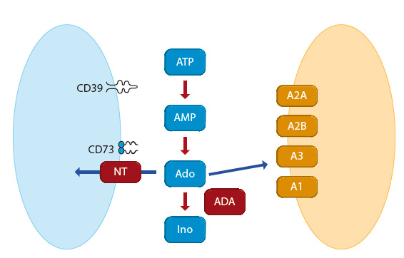 Obr. 1 Metabolismus extracelulárního adenosinu. Ektonukleotidázy CD39 a CD73 metabolizují adenosintrifosfát (ATP) uvolněný z buněk na adenosin. Adenosin se váže na specifi cké adenosinové receptory (A1, A2A, A2B, A3) nebo je transportován nukleosidovými transportéry do buněk nebo je degradován adenosindeaminázou na inosin. A1, A2A, A2B, A3 – specifi cké adenosinové receptory; ADA – adenosindeamináza; Ado – adenosin; AMP – adenosinmonofosfát; ATP – adenosintrifosfát; Ino – inosin; NT – nukleosidové transportéry
