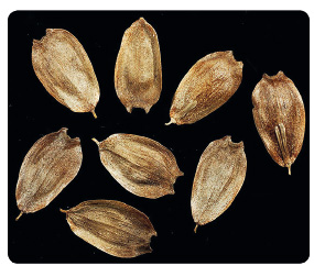 Obr. 9 Semena rostliny Silphium svým tvarem připomínají srdce; archiv autora.