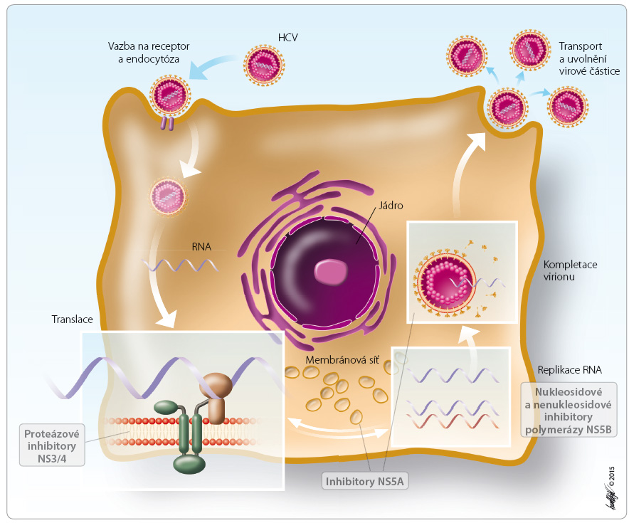 Obr. 1 Replikační cyklus HCV a místa zásahu přímo působících antivirotik. HCV – virus hepatitidy C