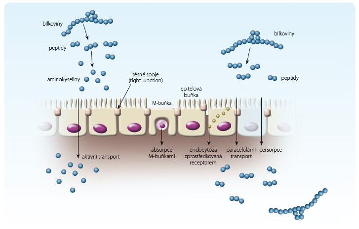 Obr. 1 Schéma mechanismů střevní absorpce aminokyselin, peptidů a proteinů; podle [7] – Lorkowski, 2012.