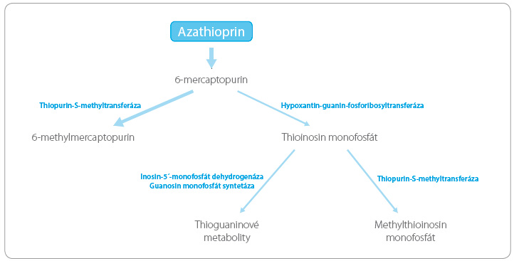 Obr. 3 Metabolická konverze azathioprinu.