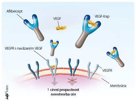 Obr. 2 Mechanismus účinku afliberceptu. Aflibercept váže VEGF-A s vyšší afinitou než přirozené receptory, působí jako lapač ligandů (ligand-trap), brání jejich vazbě na receptory a tím blokuje signální dráhy zprostředkované receptorem. VEGF – vaskulární endotelový růstový faktor; VEGFR – receptor pro vaskulární endotelový růstový faktor