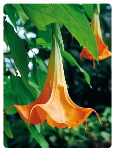 Obr. 5 Okrasná rostlina Brugmansia, která je využívána v Jižní Americe jako zdroj scopolaminu. Podle tvaru květů je nazývána andělská trumpeta. Zdroj: archiv autora.