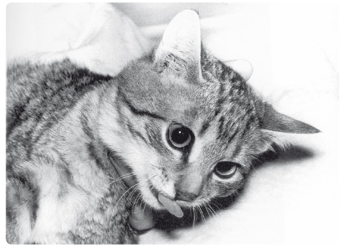 Obr. 7 Disociativní anestezie ketaminem u kočky. Charakteristicky široce otevřené oči s mydriázou a znamením „hadího jazyka“. Zdroj: archiv autora.