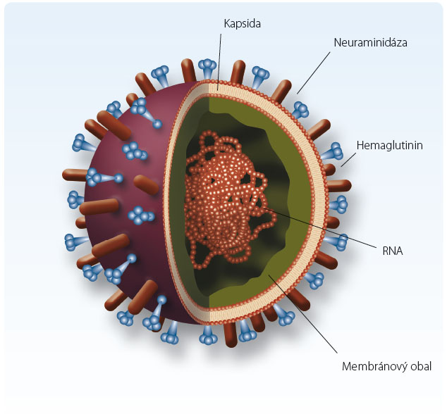 Obr. 1 Struktura chřipkového viru s jádrem obsahujícím kyselinu ribonukleovou. (RNA).
