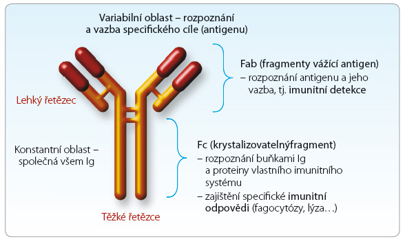 Obr. 1 Struktura protilátek. Protilátky jsou proteiny, které jsou produkovány imunitním systémem jako obranná linie primárně proti infekcím a nemocem. Všechny protilátky mají podobnou strukturu, skládají se ze čtyř proteinů. Každá protilátka obsahuje dva těžké řetězce a dva lehké řetězce, které vzájemně váží kovalentní vazby. Variabilní konce těžkého a lehkého řetězce jsou u jednotlivých protilátek odlišné, díky tomu každá protilátka rozpoznává specifi cký antigen. Zbytek, který je u všech protilátek konstantní, zajišťuje další specifi cké funkce protilátky (vazbu na fagocytující buňky apod.); podle [4] – Lauren, Sompayrac, 2012.