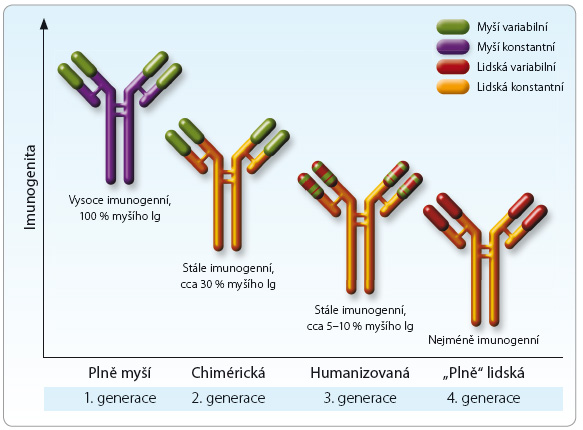 Obr. 2 Typy monoklonálních protilátek. Vývoj monoklonálních protilátek zaznamenal čtyři fáze (čtyři generace). Prvé byly plně myší, bohužel monoklonální protilátky druhé a třetí generace obsahují jen menší část myší variabilní oblasti, naopak konstantní, imunologicky významnější je oblast lidská. Současné biotechnologické postupy umožňují produkovat plně lidské protilátky, které mají nejnižší alergizující potenciál, jejich další výhodou je dlouhodobá účinnost; podle [5] – Foltz, 2013.