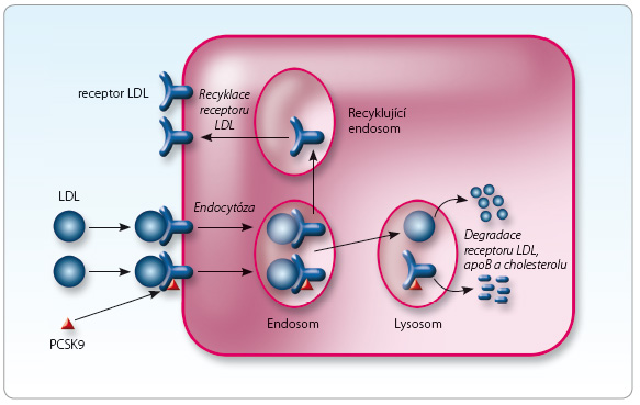 Obr. 3 Mechanismus funkce konvertázy PCSK9 v regulaci regenerace LDL receptoru. Zpětné vychytávání volných LDL částic do jater a dalších tkání je zprostředkováno vazbou LDL receptoru s apolipoproteinem B (apoB) 100. Ta umožní endocytózu lipoproteinu LDL buňky, zejména do hepatocytu. V endosomu dojde k oddělení lipoproteinu z vazby na receptor. Vlastní LDL receptor je opět využit a po restauraci jeho vlastností v recyklačním endosomu je umístěn zpět na buněčnou membránu. Lipidy a apoB z lipoproteinu jsou degradovány a využity v buněčném metabolismu. Recyklace a degradace LDL receptoru je kontrolována konvertázou PCSK9. Tento regulační protein je produkován zejména játry v závislosti na koncentraci LDL cholesterolu. Jeho vazba na vlastní LDL receptor aktivuje degradaci receptoru proteolýzou, která probíhá na úrovni lysosomu.