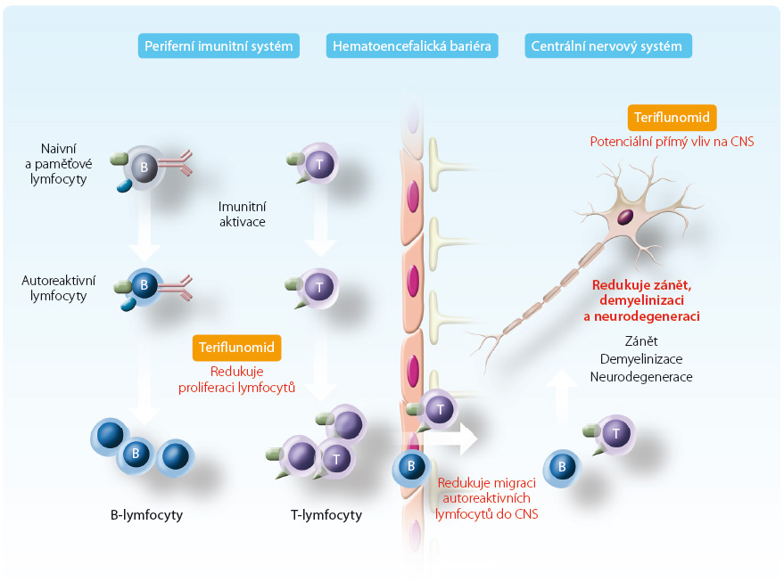 Obr. 1 Působení terifl unomidu na autoreaktivní lymfocyty T a B na periferii a v CNS; podle [7] – Gold, Wolinsky, 2011. CNS – centrální nervová soustava