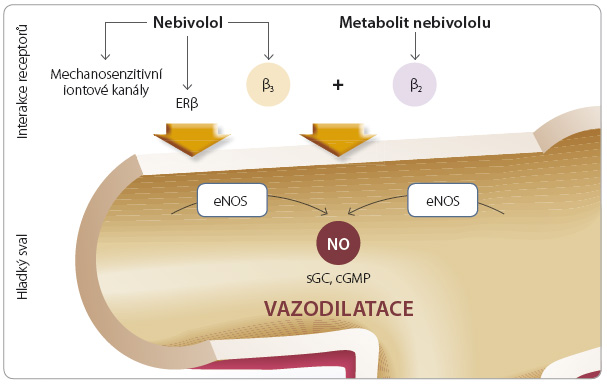Obr. 1 Vazodilatační působení nebivololu; upraveno podle [4] – Munzel, et al., 2009. Mechanismus uvolnění NO jako odpověď na akutní působení nebivololu: v renálních glomerulech nebivolol aktivuje mechanosenzitivní iontové kanály, které následně uvolňují ATP a stimulují receptory P2Y, což vede k aktivaci kalcium-dependentní eNOS. Nebivolol nebo jeho metabolit může také aktivovat β2-receptory (v elastických tepnách) nebo β3-receptory (v rezistentních tepnách), což také zvyšuje množství intracelulárního kalcia, a tím se aktivuje eNOS. cGMP – cyklický guanosinmonofosfát; ERβ – estrogenový receptor beta; eNOS – endoteliální syntáza oxidu dusnatého, endothelial nitric oxide synthase; NO – oxid dusnatý; sGC – solubilní guanylátcykláza; receptory P2Y – purinergní receptory stimulované UDP-glukózovými nukleotidy