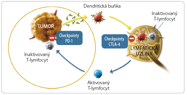Obr. 1 Místa působení inhibitorů checkpointů imunitních signálních drah; podle [1–3] – Pardoll, 2012, Ribas, 2012, Topalian, et al., 2012. CTLA-4 – cytotoxic T-lymphocyte-associated protein 4; PD-1 – programmed cell death-1