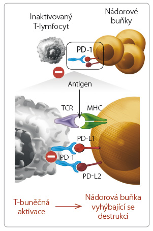 Obr. 2 Místo zásahu pembrolizumabu; podle [1–3] – Pardoll, 2012, Ribas, 2012, Topalian, et al., 2012. MHC – hlavní histokompatibilní komplex, major histocompatibility complex; PD-1 – programmed cell death-1; PD-L1 – programmed cell death ligand- 1; PD-L2 – programmed cell death ligand-2; TCR – T-buněčný receptor, T-cell receptor