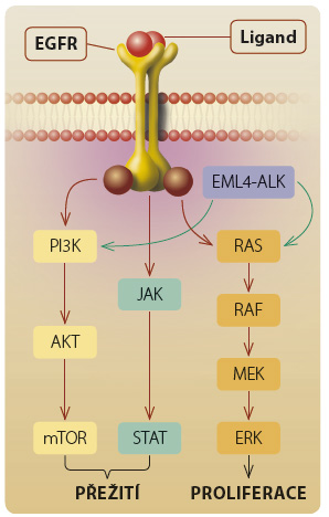 Obr. 1 Nitrobuněčná signalizace, která se uplatňuje v progresi EML4-ALK-pozitivního nemalobuněčného karcinomu plic; podle [20] – Gainor, et al., 2013. Amplifi kace ALK i EGFR-signalizace spouští buněčnou proliferaci a přežití. Fúzní protein EML4-ALK aktivuje kaskádu RAS/RAF/MEK a PI3K/AKT. Vazba ligandu na EGFR spouští nitrobuněčnou signální kaskádu včetně proliferace PI3K/AKT, STAT a RAS/RAF/MEK. ALK – anaplastic lymphoma kinase, kináza anaplastického lymfomu; EGFR – epidermal growth factor receptor, receptor pro epidermální růstový faktor; EML4 – echinoderm microtubule associated protein like 4
