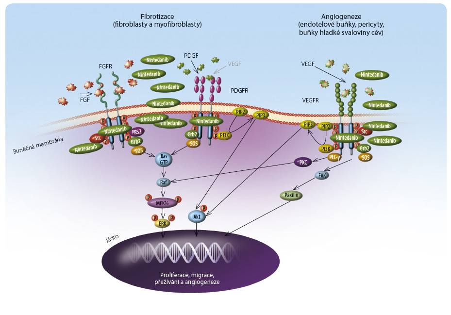 Obr. 1 Mechanismus působení nintedanibu na celulární úrovni; podle [3] – Wollin, et al., 2015. Nintedanib se váže do kapsy určené pro vazbu ATP v intracelulární části FGFR, PDGFR a VEGFR. To vede k blokování autofosforylace receptorů a navazujících signalizačních kaskád. Nintedanib může blokovat i nereceptorové tyrosinkinázy, jako je Src nebo Lck. Účinek nintedanibu spočívá v omezení proliferace, migrace a přežívání fibroblastů a možná i v negativním působení na angiogenezi. FAK – fokální adhezní kináza; FGF(R) – fibroblast growth factor, růstový faktor pro fibroblasty (receptor); Grb2 – growth factor receptor bound protein 2, protein 2 vázaný na receptor pro růstový faktor; MEK½ – mitogen activated protein kinase kinase, mitogeny aktivovaná proteinkináza ½; PDGF(R) – platelet derived growth factor, od destiček odvozený růstový faktor (receptor); PI3K – phosphatidylinositol 3 kinase, fosfatidylinositol 4,5 bifosfát 3 kináza; PIP – phosphatidylinositol 4,5 phosphate, fosfatidylinositol 4,5 bifosfát; PKC – proteinkináza C; PLC γ – phospholipase C, gamma 1, fosfolipáza C γ; SOS – son of sevenless, faktor působící na Ras GTPázy; Src – sarcoma protein tyrosine kinase, sarkomová proteinová tyrosinkináza; VEGF(R) – vascular endothelial growth factor, vaskulární endotelový růstový faktor (receptor)