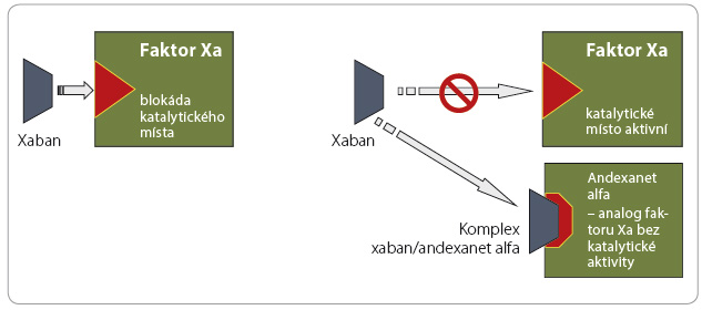 Obr. 2 Vazba xabanu (např. apixabanu, rivaroxabanu) na analog faktoru Xa bez vlastní katalytické aktivity – andexanet alfa. Na rozdíl od Fab je vazba antidota k antikoagulanciu méně specifi cká. Afi nita je dána obdobnou konfi gurací molekul xabanů (resp. dokonce i komplexu heparin/antitrombin) v místě vazby na katalytické místo faktoru Xa. Analog faktoru Xa andexanet alfa tak inhibuje aktivitu všech dosud testovaných xabanů či parciálně i komplexu heparin/antitrombin nebo LMWH/antitrombin. LMWH – nízkomolekulární heparin