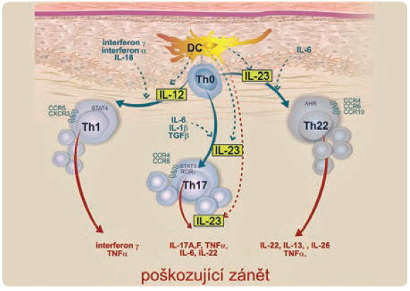 Obr. 2 Z keratinocytů se uvolňuje celá skupina alarminů, například LL‑37 (lidský katelicidin 37), IL‑1α, IL‑33, defensiny, HMGB‑1 (high‑mobility group box 1, amfoterin), rodina S‑100s vápník vázajících proteinů a další látky, které stimulují vyzrávání dendritických buněk. Ty pak putují z místa vyzrávání do lymfatických uzlin, kde předkládají zpracované peptidy, které vznikly ze signálů DAMP a PAMP, Th0 lymfocytům (T helper cell, pomocný T lymfocyt), které rozpoznají antigen, a dochází ke klonální expanzi a k dalšímu vyzrávání dalších populací T-lymfocytů do imunoregulačních subsetů. Jde o velmi důmyslný komplexní regulační postup, v jehož každém kroku se rozhodne, zda dojde k reakci, či nikoli.