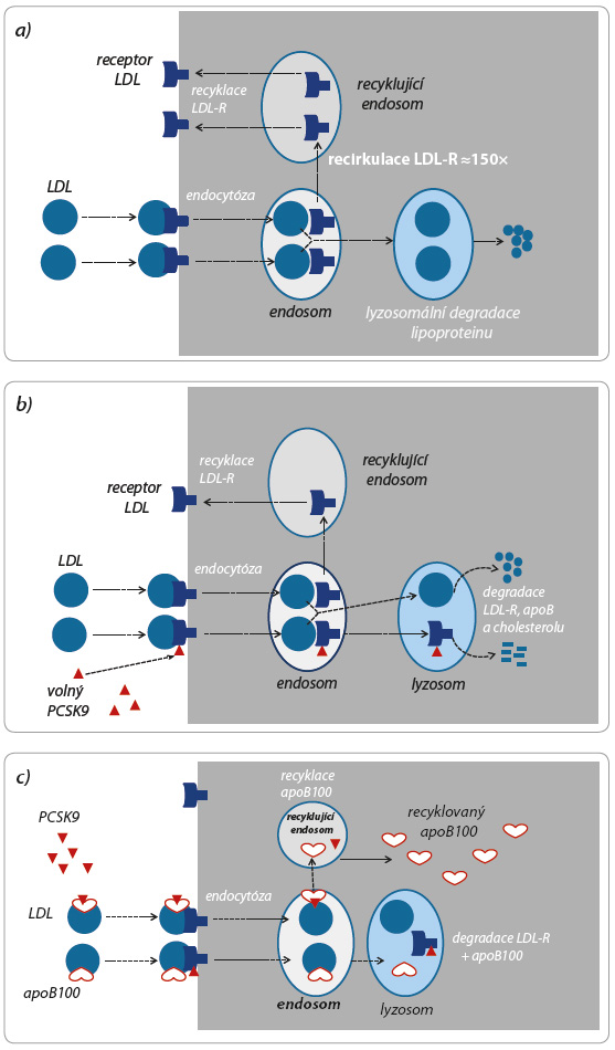 Obr. 1 Regulační funkce izoenzymu PCSK9 – kontrola recyklace LDL-R a apoB100.  a) Receptor LDL umožní vazbu apoB100 a internalizaci lipoproteinu LDL. Bez přítomnosti volného  izoenzymu PCSK9 opakovaně LDL‐R recykluje. Dostatečná nabídka LDL‐R na povrchu buňky utilizující  cholesterol snižuje plazmatickou koncentraci LDL a zásobuje tkáň cholesterolem.  b) Po vazbě LDL‐R s izoenzymem PCSK9 nedojde k regeneraci receptoru, ale k jeho lyzosomální degradaci.  Nižší nabídka LDL‐R na membráně sníží vychytávání LDL, koncentrace LDL (i LDL cholesterolu) tak stoupá.  c) Volný izoenzym PCSK9 se váže též na apoB100. Tak je na jedné straně snížena jeho nabídka – vyšší  koncentrace LDL sníží podíl volného PCSK9, to umožní recirkulaci LDL‐R a koncentrace LDL se snižuje.  Funkčně se jedná o autoregulaci koncentrace LDL. Na straně druhé vazba apoB100 s PCSK9 zabrání  lyzosomální degradaci apolipoproteinu a ten recirkuluje a je v játrech k dispozici pro syntézu atero‐  genních lipoproteinů.  apoB100 – apolipoprotein B100; LDL – low density lipoprotein, lipoprotein o nízké hustotě; LDL‐R – low  density lipoprotein‐receptor, receptor pro lipoproteiny o nízké hustotě; PCSK9 –