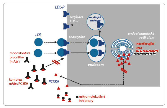 Obr. 2 Možnosti inhibice izoenzymu PCSK9. Prověřený účinek má blokáda vazby PCSK9 na LDL  receptor monoklonální protilátkou (mAb). Fází hodnocení prochází blokáda vazby PCSK9 na  LDL receptor mikromolekulárními látkami a inhibice syntézy PCSK9 pomocí interferující kyseliny  ribonukleové (iRNA).  LDL – low density lipoprotein, lipoprotein o nízké hustotě; LDL-R – low density lipoprotein-receptor,  receptor pro lipoprotein o nízké hustotě; mAbs – monoclonal antibodies, monoklonální protilátky;  PCSK9 – proprotein convertase subtilisin/kexin type 9, proproteinová konvertáza subtilisin/kexinového  typu 9; RNA – kyselina ribonukleová