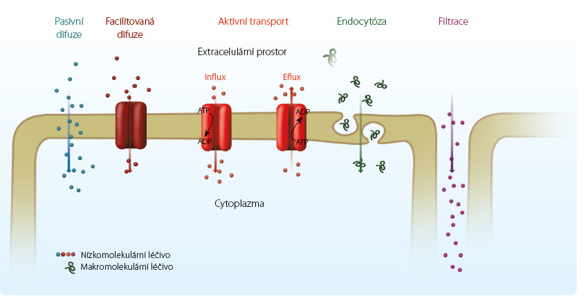 Obr. 1 Základní mechanismy transportu léčiv přes biologické bariéry.  ADP – adenosindifosfát; ATP – adenosintrifosfát