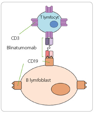 Obr. 1 Struktura blinatumomabu; upraveno podle Anypodetos: Bi‑specific T‑cell engager: Mechanism of action, Wikimedia Commons (CC BY‑SA 3.0).