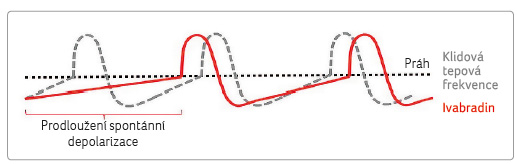 OBR. 1 Mechanismus působení ivabradinu; podle [26] – ragueneau, et al., 1998. Šedá tečkovaná čára zobrazuje normální průběh akčního potenciálu pacemakerových buněk. Červenou čarou je znázorněno, jak ivabradin prodlužuje trvání pomalé spontánní depolarizace vedoucí k poklesu tepové frekvence.