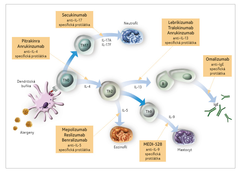 OBR. 2 uvažovaný mechanismus účinku monoklonálních protilátek. il – interleukin; ige – imunoglobulin E; th – T pomocné (helper) lymfocyty